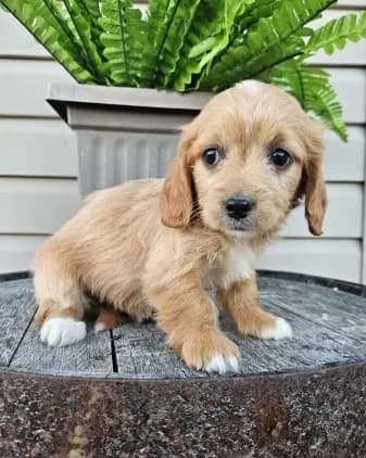Benny