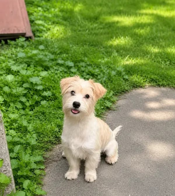 Teddy
