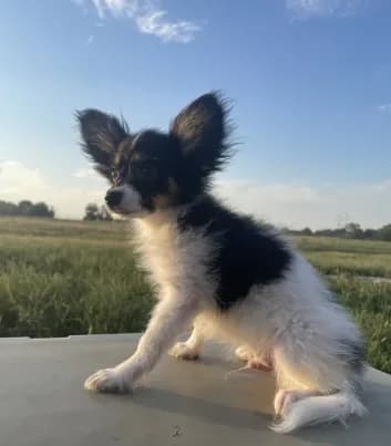 Skyla's AKC Boy 1