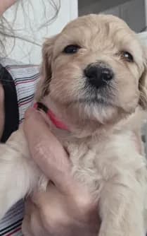 Cora