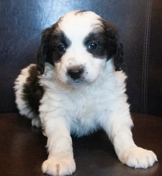 Mini Nina