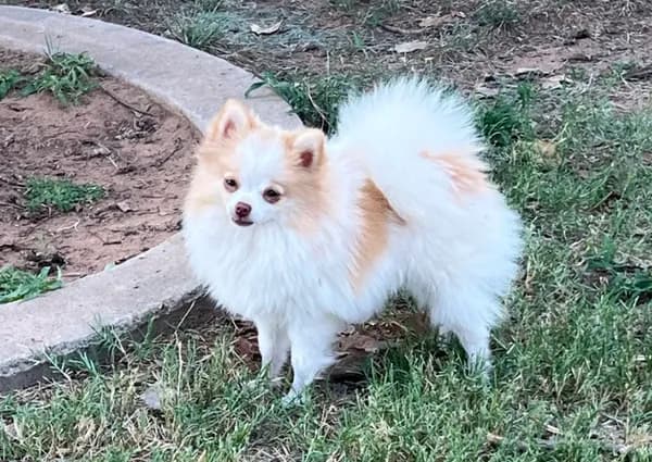 AKC Daisy