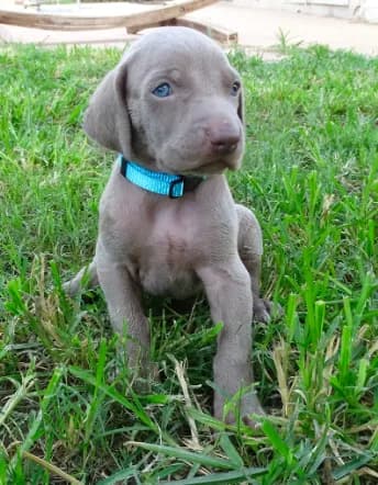 Halloween $500 PUPPY Discount ! BLUE BOY/Ivanka