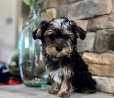 Benji