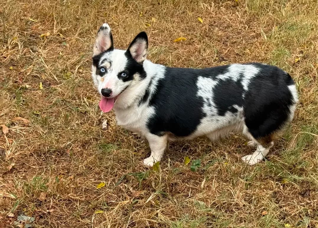 Elsa