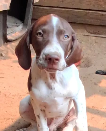 MUSTACHIO a handsome "Started Puppy"