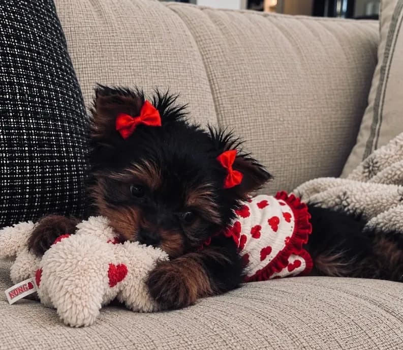 Clover — Yorkshire Terrier Girl 🍀