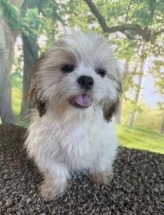 Shih Tzu Male