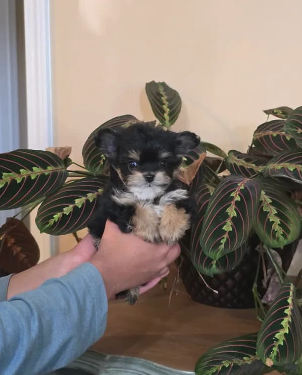 Mingo