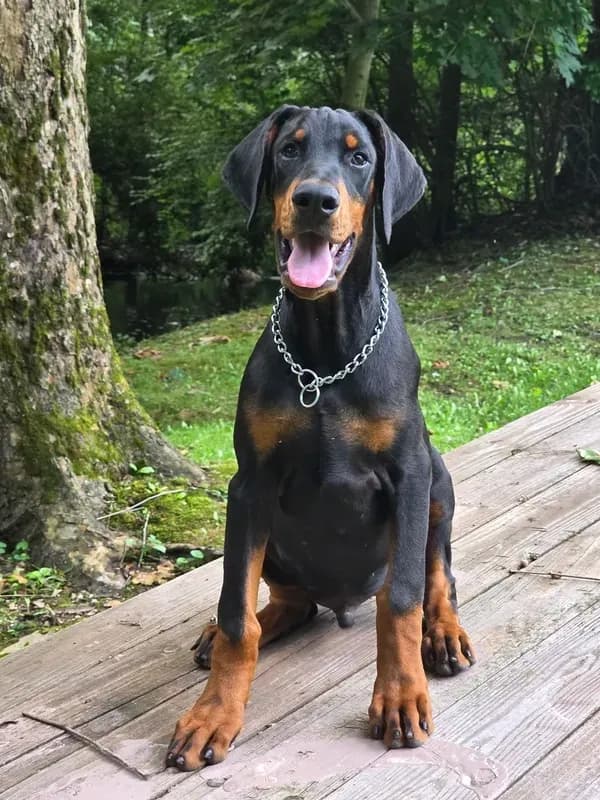 Griffin - AKC, health tested lines