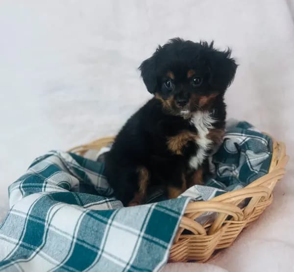 Cavapom