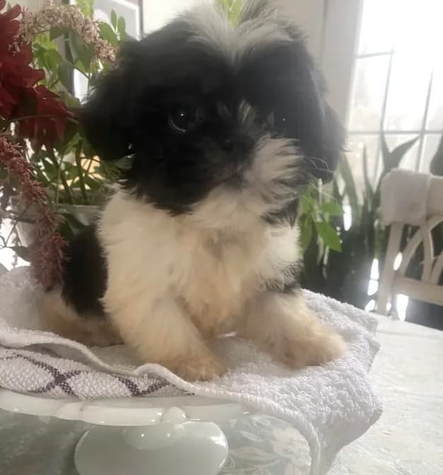 Yoshi