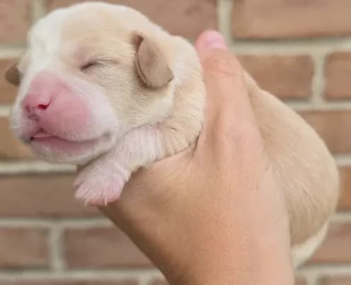 Poppy