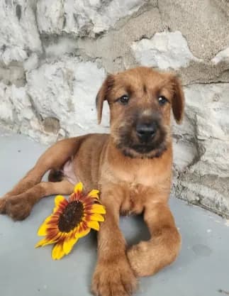 Rosie