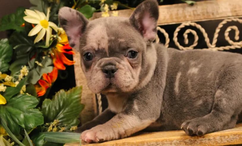 N4(blue merle)