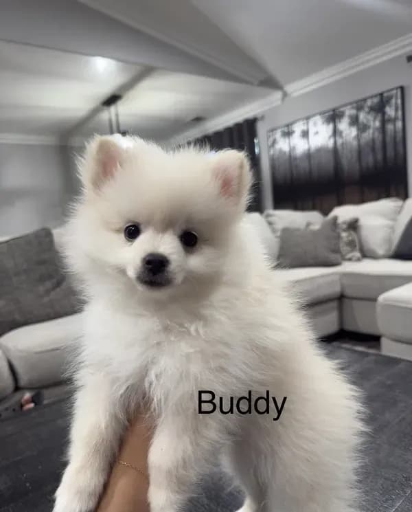 Buddy