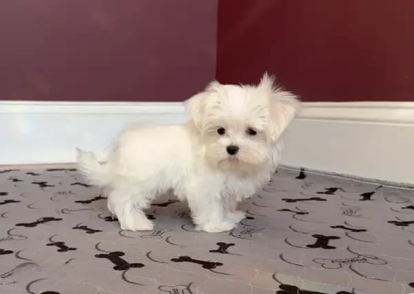 Maltese Female "Angel Baby"