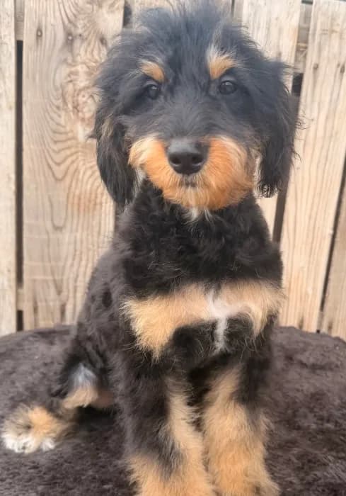 Tilly