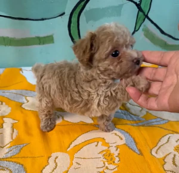 Teacup boy 1