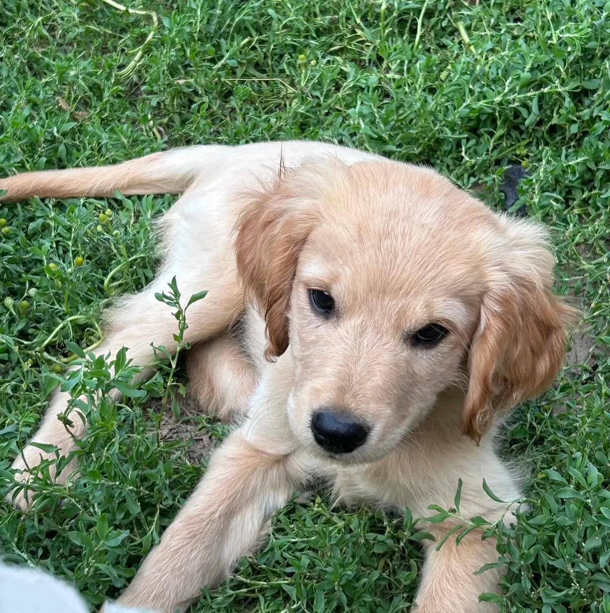 Murphy