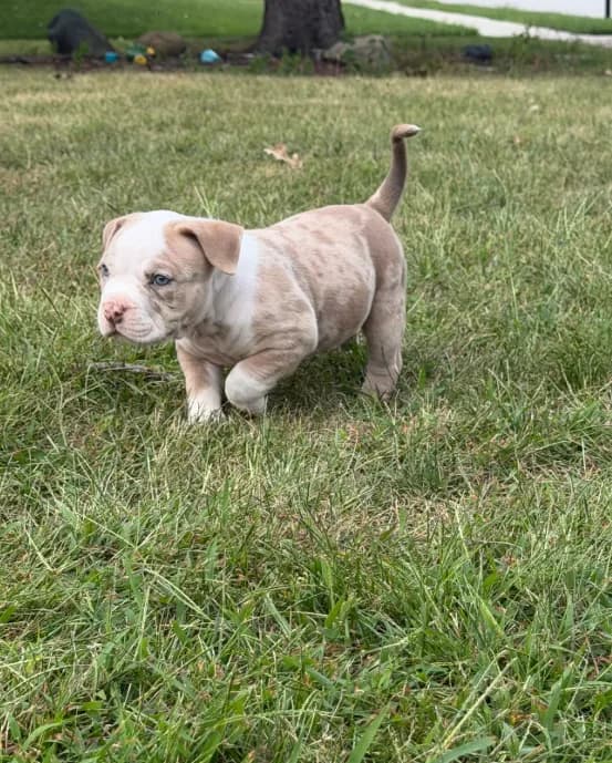 ABKC Extreme Merle Bull male puppy!!!
