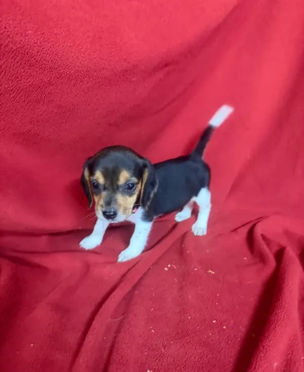 Pixie