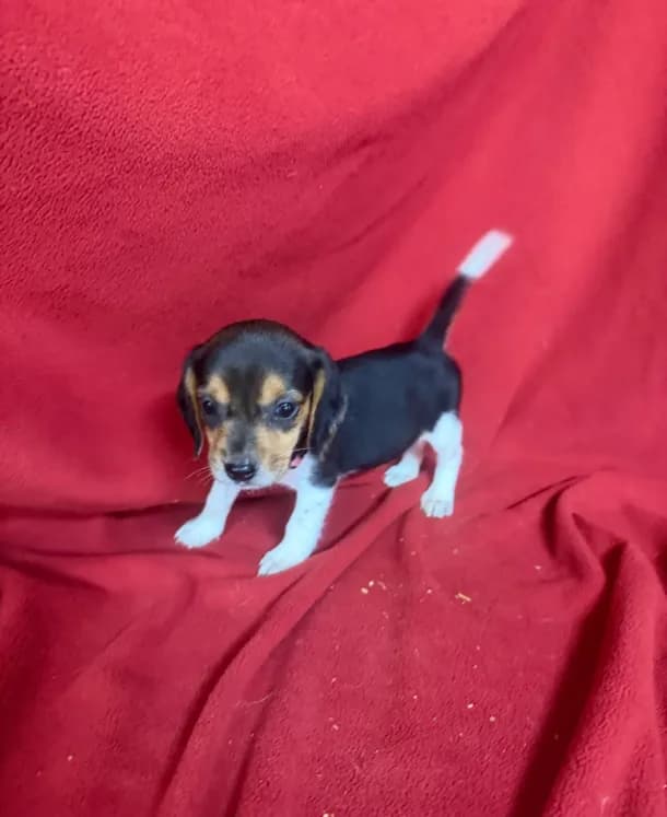 Pixie