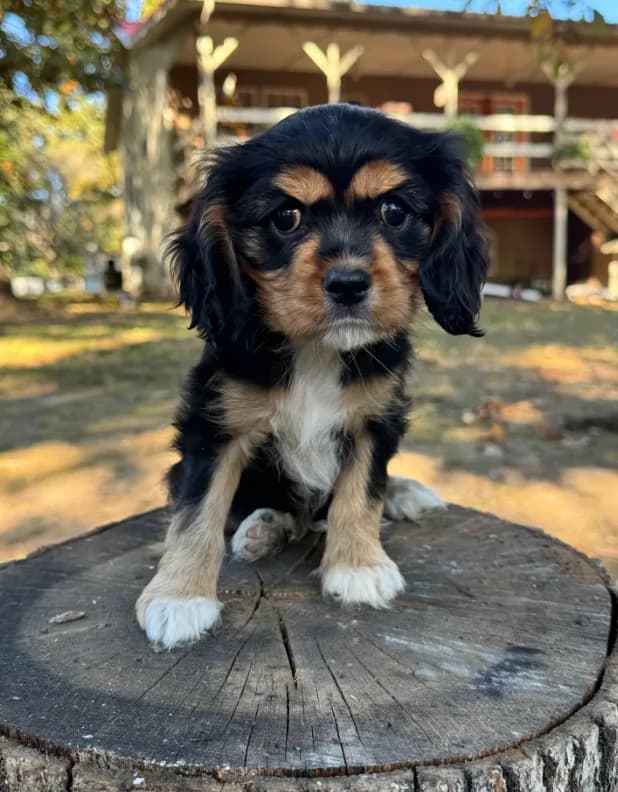 Dottie