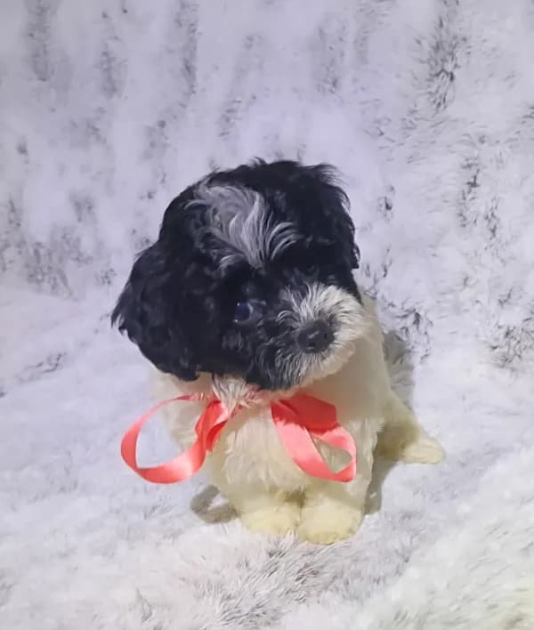 Tiny Lila