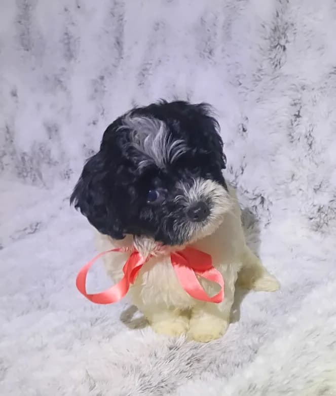 Tiny Lila