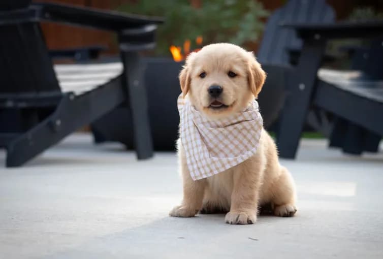 Benji