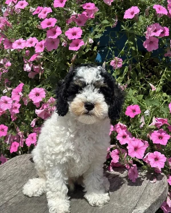 Eric AKC