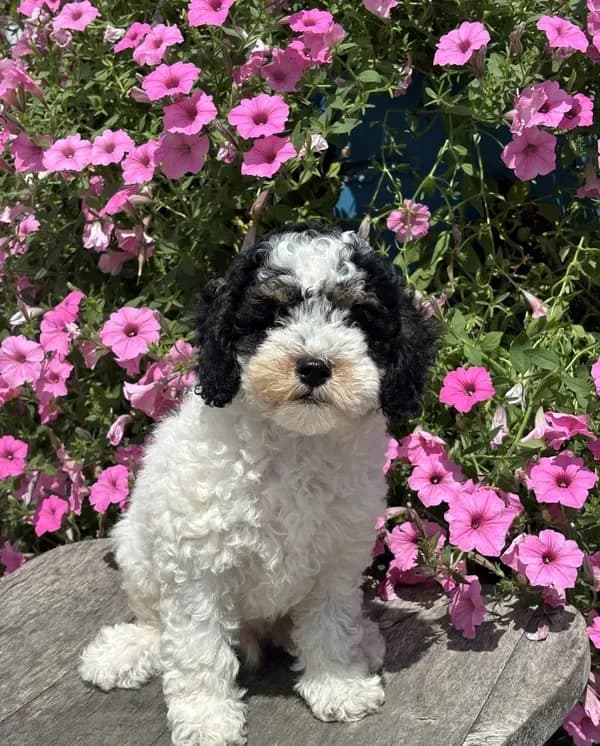 Eric AKC
