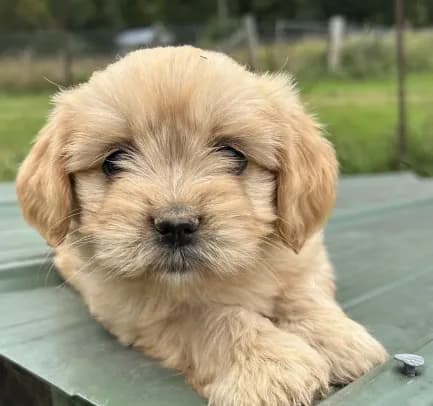 Tiny boy