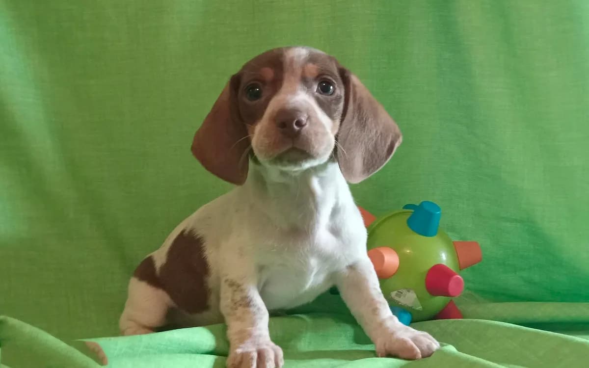 Toby