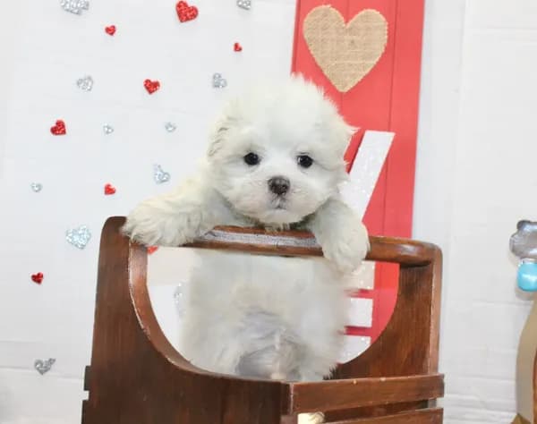 Casper