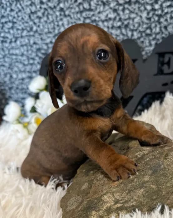 AKC Ruby