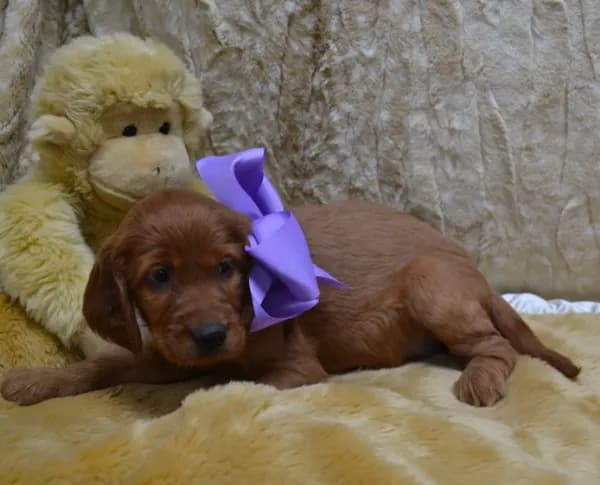 Blue Bow Male AKC
