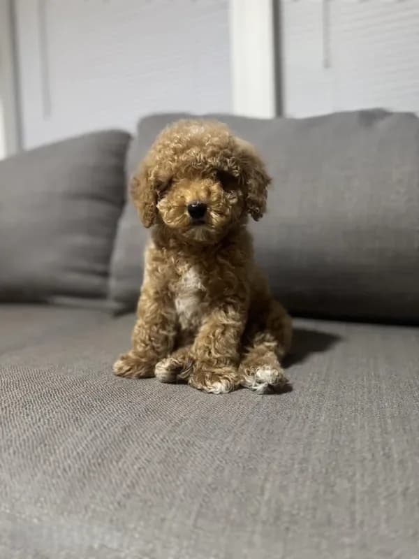 Pancho
