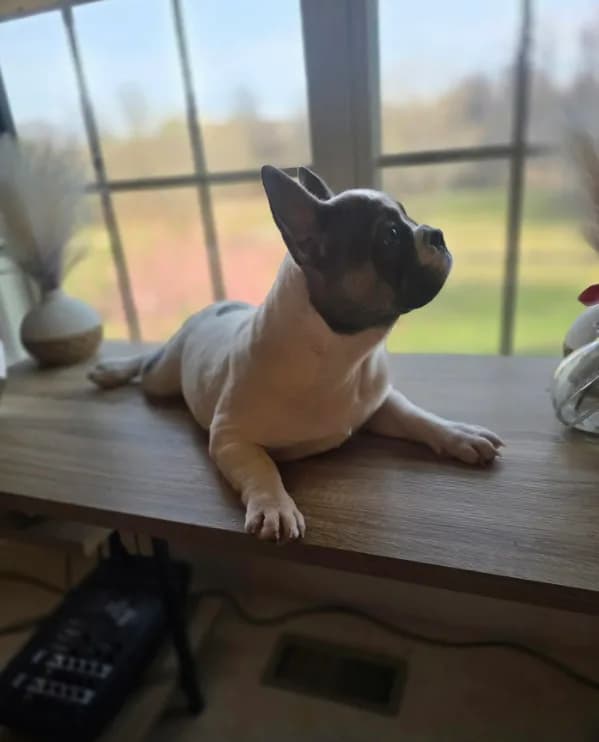 Chesty