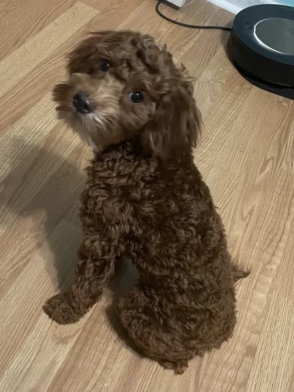 Ruthie -spayed-potty trained