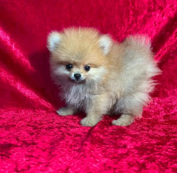 AKC Muffin