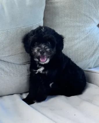 Oreo