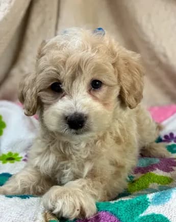 Puppy