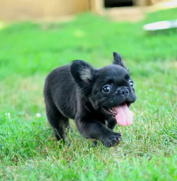 Bentley – Black & Tan Fluffy Male 🖤🤎