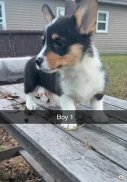 Boy