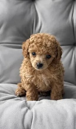 AKC Tiny Nico