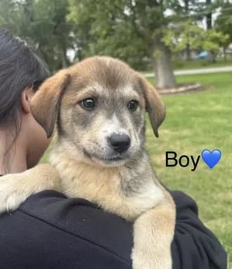 Boy