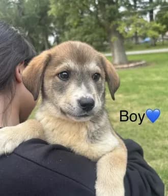 Boy