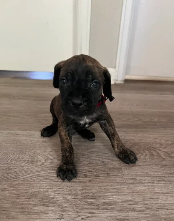 Red collar